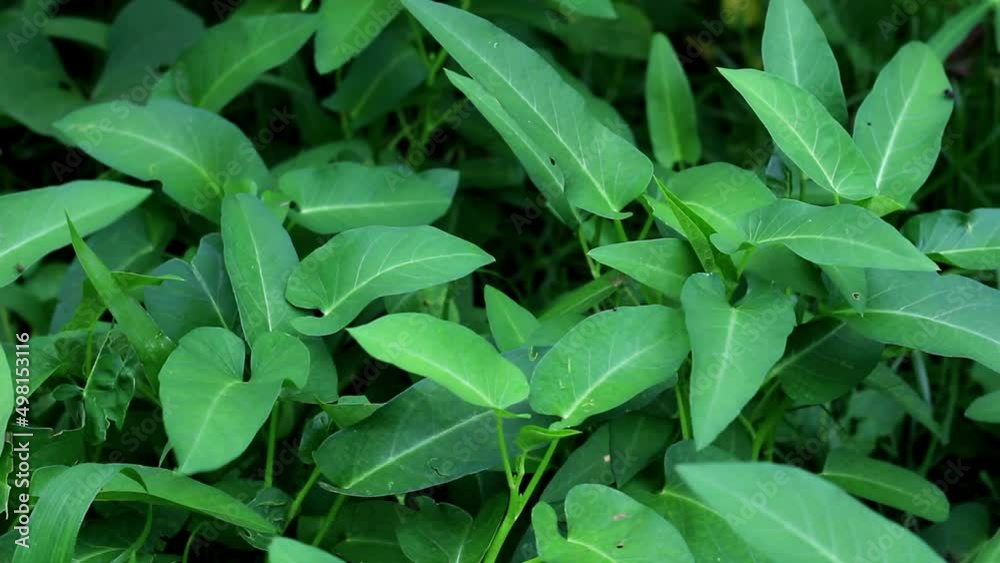 Freshwater water spinach lives in the waters, usually this plant is used as a vegetable Freshwater water spinach lives in the waters, usually this plant is used as a vegetable