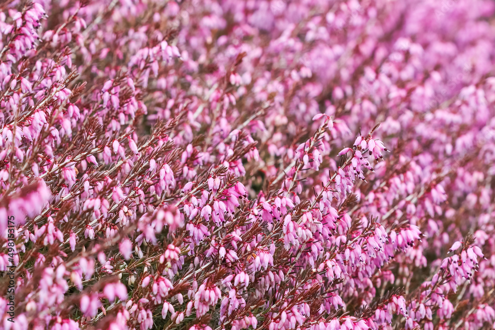 Pink Erica carnea flowers in the garden in early spring