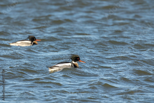 A group of red-breasted merganser swimming in the sea in the north of Denmark at a windy but sunny day in spring.