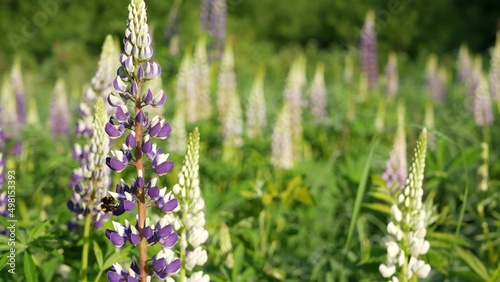 Honey bee pollinating violet lupin wildflowers on meadow. Bumblebee  honeybee or apis flying by purple lupine flowers on lawn  field or glade. Insect and lilac lupinus bloom or blossom on spring lea.