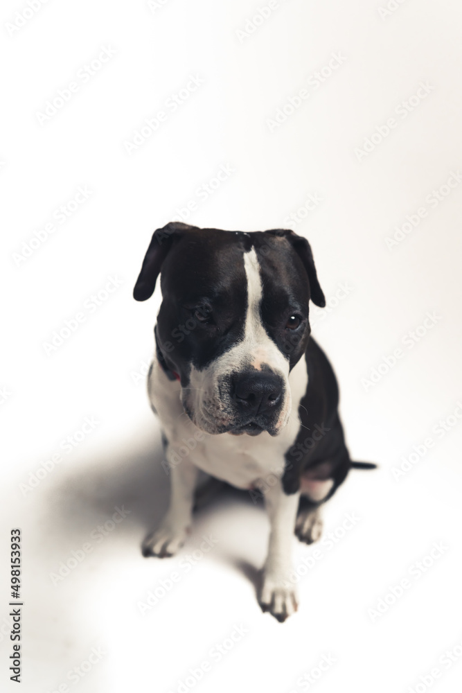 Vertical shot of a calm sad black-and-white dog with beautiful big eyes. High quality photo