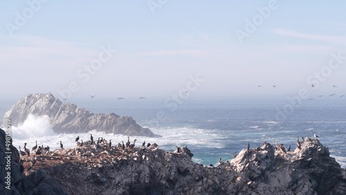 Photography Flock of brown pelicans on cliff, rocky island in ocean, Point Lobos landscape, Monterey wildlife, California coast, USA