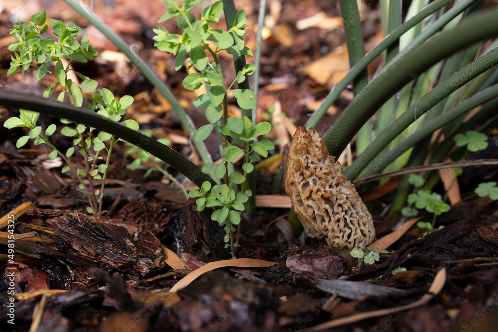 Morel in garden