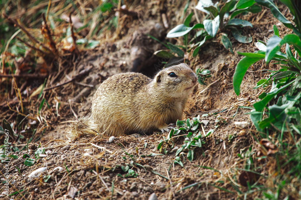 Fototapeta premium Ziesel 