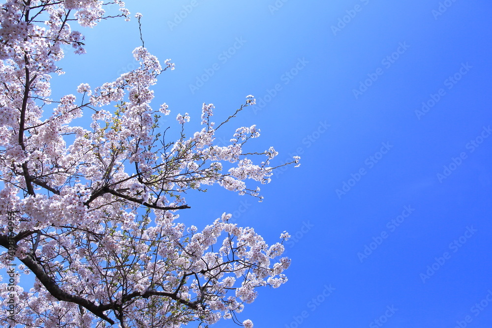 봄을 맞이하는 여러가지 꽃과 나무들