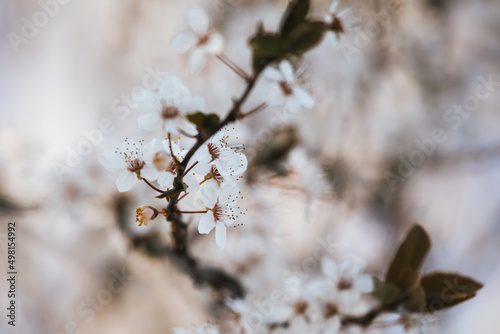 Weiße Blüten © Vanell