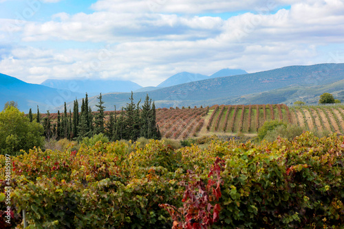 vineyard plantation against the backdrop of high mountains and road