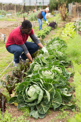 African-American amateur gardener engaged in cultivation of organic vegetables, checking young cabbages..