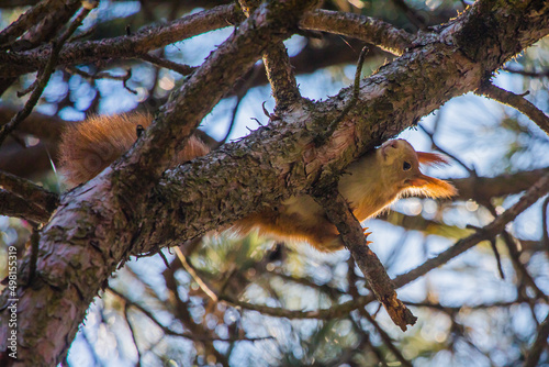 Im Baum kletterndes Eichhörnchen