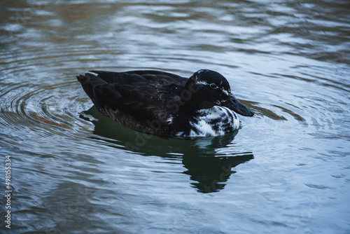 Fotografi Schwimmende Stockente (bastardisiert)