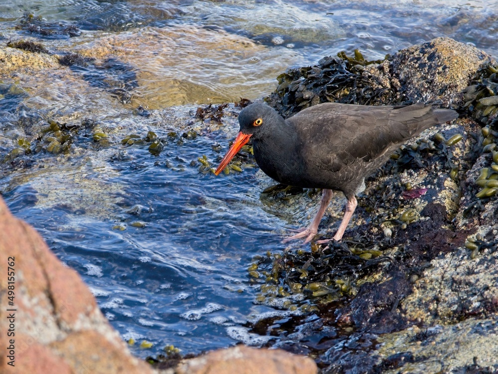 Oyster-catcher (Haematopus) wading the rocky shoreline Oyster-catcher (Haematopus) wading the rocky shoreline