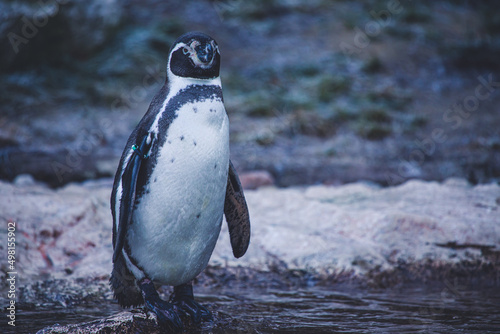 Humboldtpinguin photo