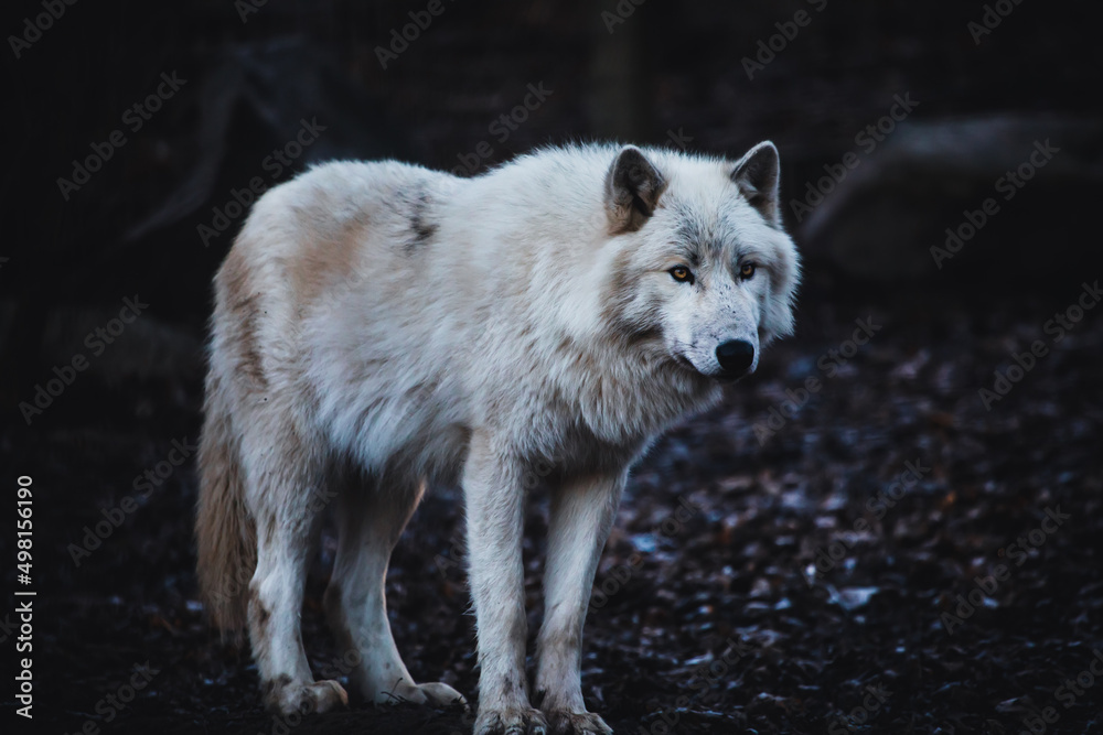 Stehender arktischer Wolf