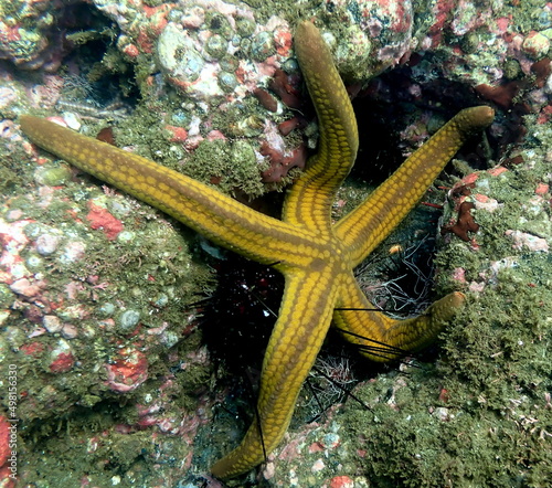 Costa Rica Pacific sea life