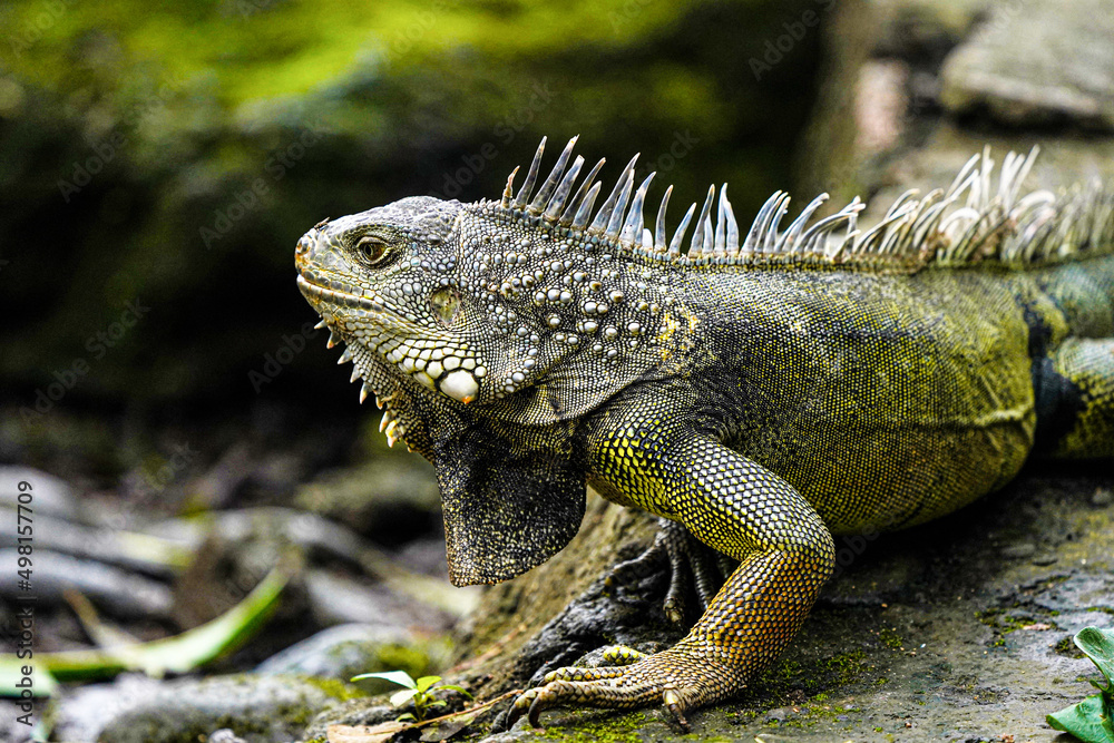 Fototapeta premium Portrait of Green Iguana (American Iguana)
