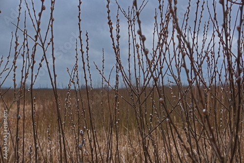 catkins, close-up on the blooming catkins