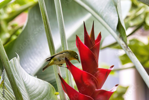 White eyed warbler seen from below feeding on a bright red tropical flower on Maui. photo