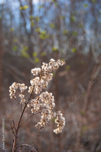 white flower the beginning of spring, white fluffy flower