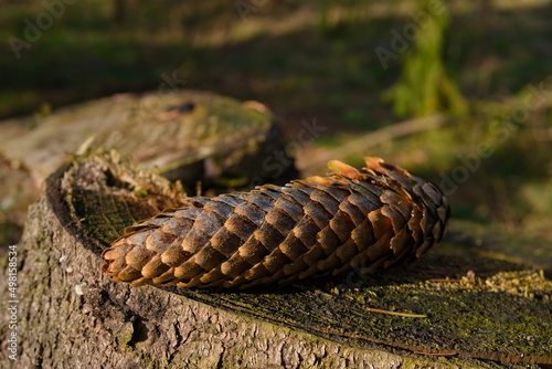 a pine cone on a tree trunk, a close-up of a pine cone
