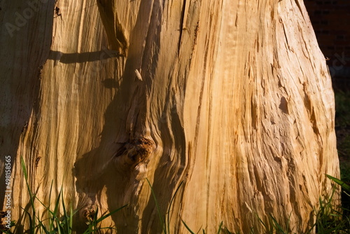 tree without bark, fresh tree
