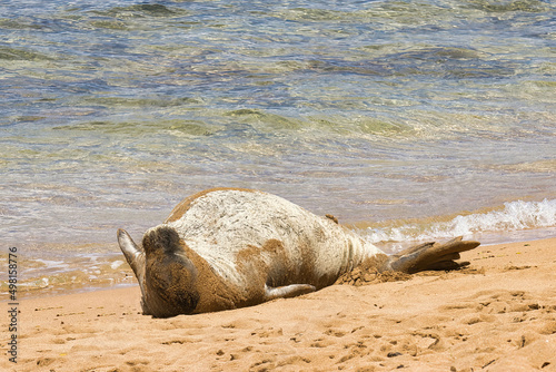 Playful monk seal rolled over on its back basking in the sun on a maui beach.