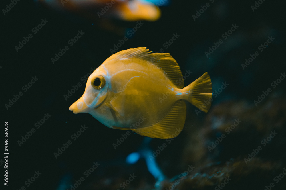 Gelber Segelflossendoktorfisch beim Schwimmen unter Wasser Gelber Segelflossendoktorfisch beim Schwimmen unter Wasser