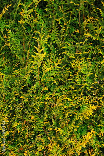 background with thuja branch, green background with thuja
