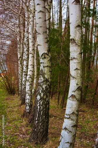 birches in a row, close-up on the birch forest
