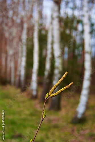 birch cone on the background of a birch forest
