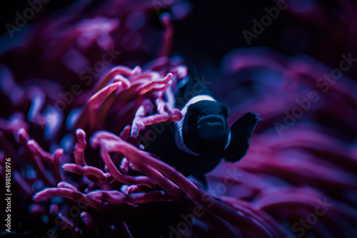 Obraz na płótnie Schwarzer Clownfisch in Anemone
