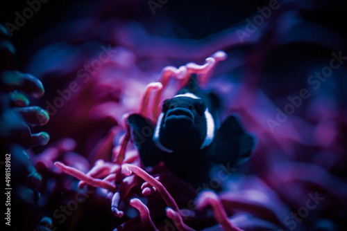 Schwarzer Clownfisch in Anemone