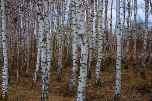 birch forest  the beginning of spring in a birch forest 