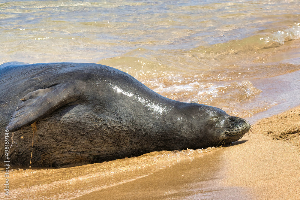 Obraz premium Close-up side view of a napping monk seal on a maui beach.