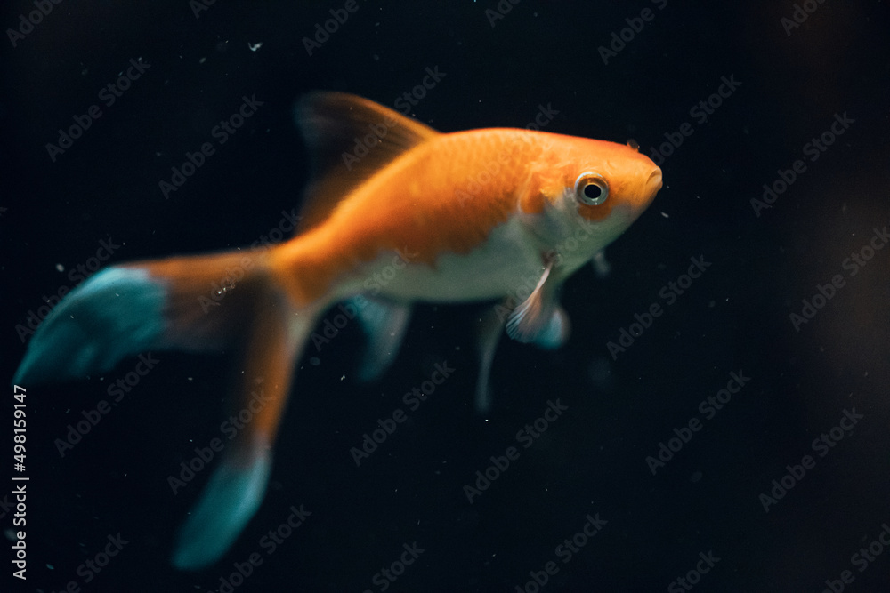 Goldfisch auf dunklem Hintergrund