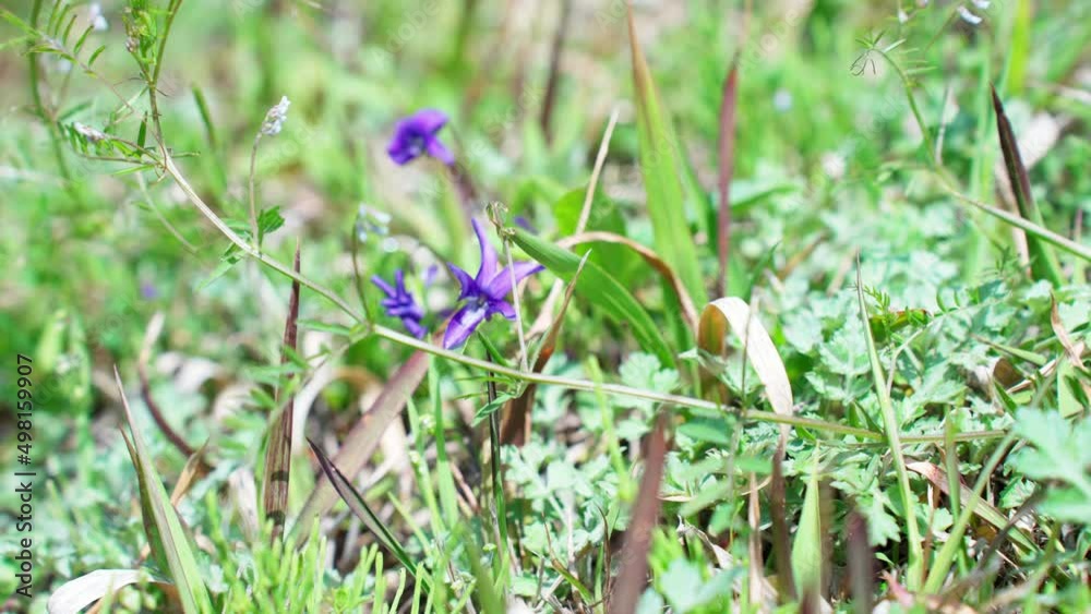 足元に咲く小さなスミレの花 足元に咲く小さなスミレの花