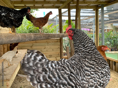 Fotótapéta Decorative chickens in an aviary