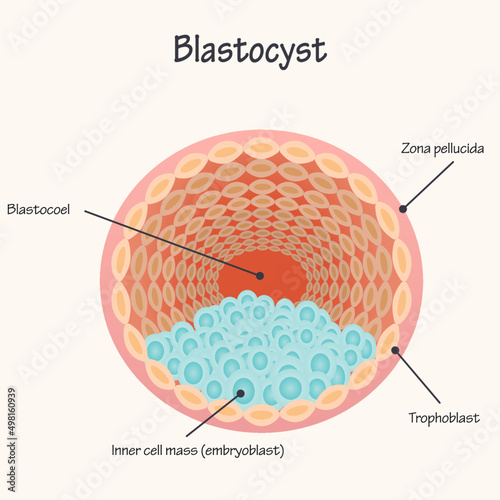 Diagram of a Blastocyst
