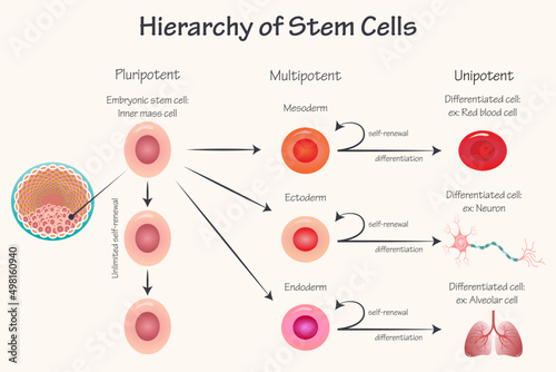 Potency Hierarchy of Stem Cells photo