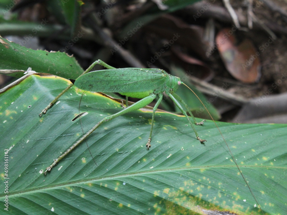 Naklejka premium Green katydid (Tettigoniidae) from the Osa Peninsula of Costa Rica