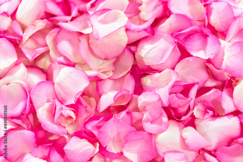 Rose petals Rose petals