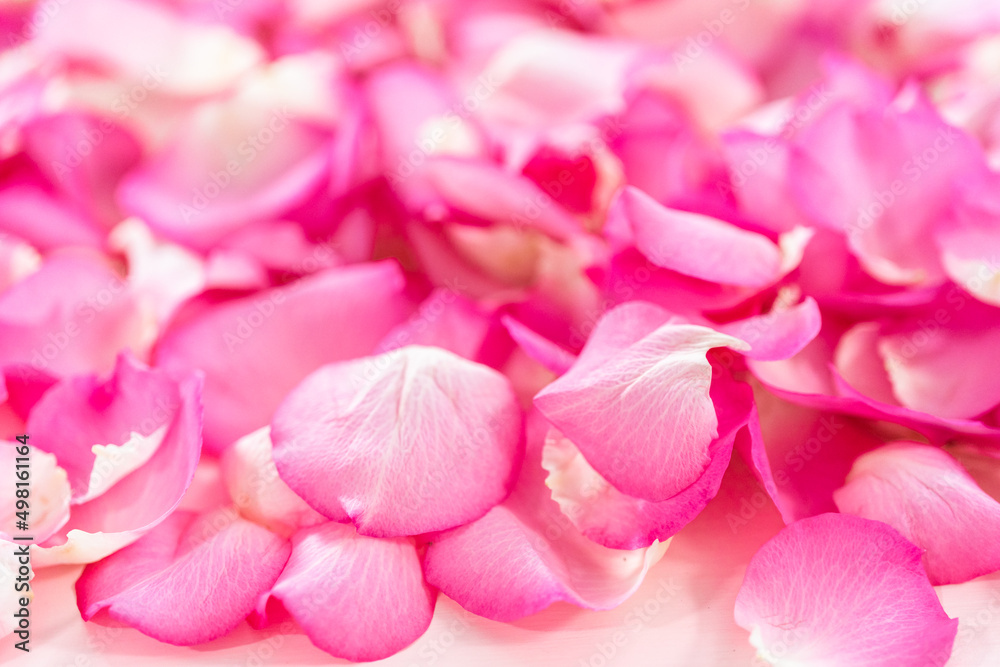 Rose petals Rose petals