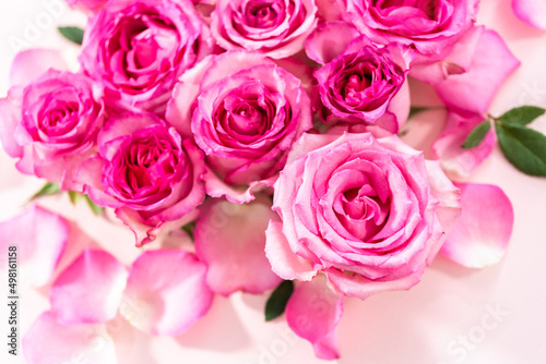 Pink roses