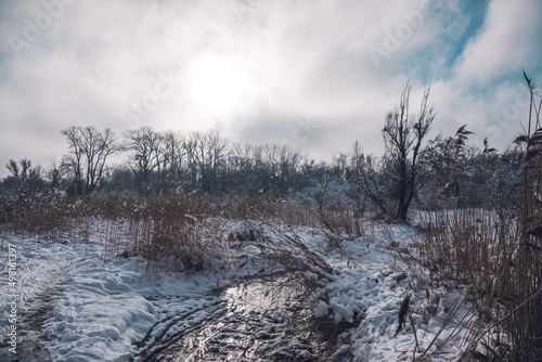 Schilf im Winter © Vanell