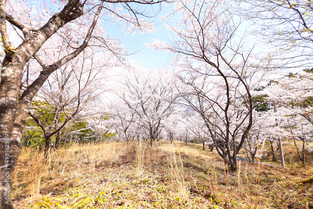 苗木さくら公園の満開の桜 苗木さくら公園の満開の桜