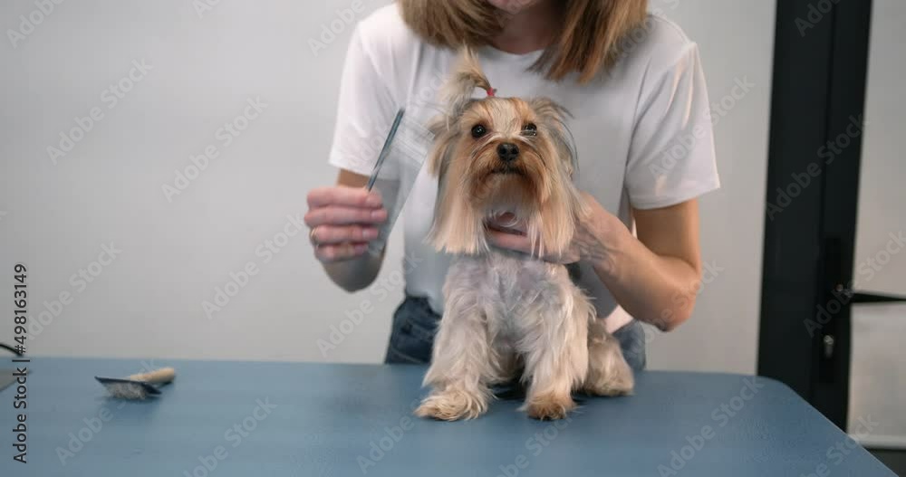 Yorkshire terrier enjoys the process of brushing Yorkshire terrier enjoys the process of brushing
