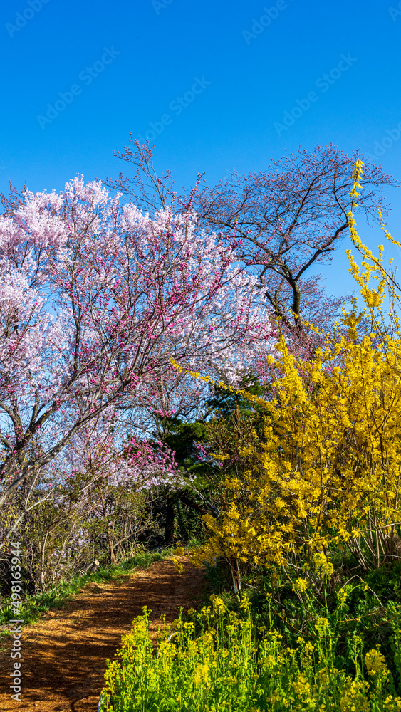 桜と連翹　花見山公園　福島県