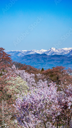花見山公園から見る雪山と桜 縦構図
