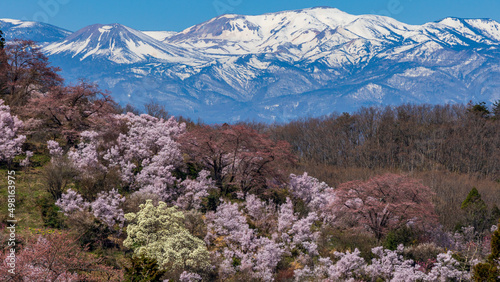 雪山と桜 花見山公園 福島