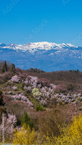 Spring / Cherryblossoms / Japan / Fukushima / beautiful / Hanamiyama-park