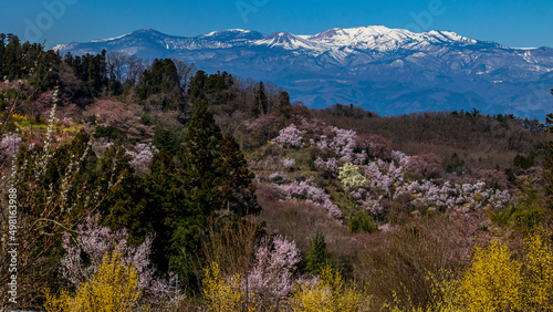 Spring / Cherryblossoms / Japan / Fukushima / beautiful